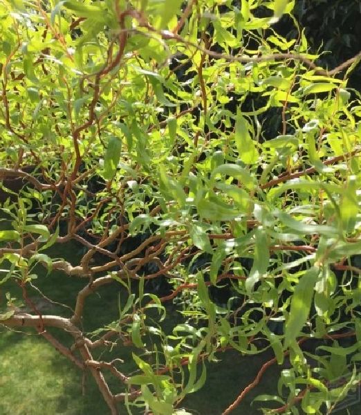 Salix alba 'Dart's Snake'